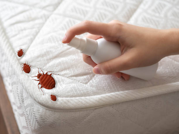 Best Insect Control  in Sa Loma, CA